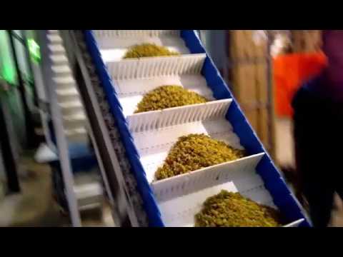 Kismis / Bedana Machine